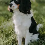 Cavalier King Charles - Photo 5