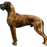 Great Dane - Photo 3