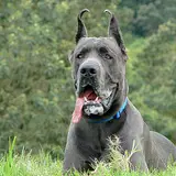 Great Dane - Photo 2