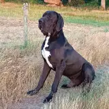 Great Dane - Photo 4