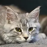Maine Coon - Photo 4
