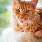 Maine Coon - Photo 5