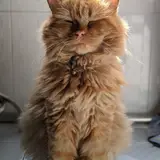 Persian - Photo 4