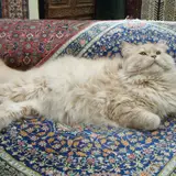 Persian - Photo 2