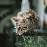 Bengal - Photo 4