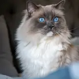 Ragdoll - Photo 3
