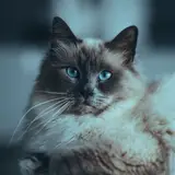Ragdoll - Photo 4