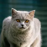 British Shorthair - Photo 4