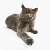 British Shorthair - Photo 5