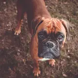 Boxer - Photo 5