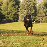 Dobermann - Photo 3