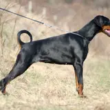Dobermann - Photo 4