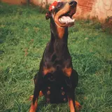 Dobermann - Photo 5