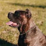 Cane Corso - Photo 3