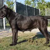 Cane Corso - Photo 4