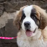 Saint-Bernard - Photo 4