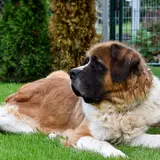 Saint-Bernard - Photo 5