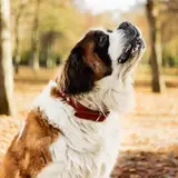Saint-Bernard - Photo 2