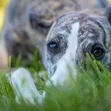 Greyhound - Photo 3