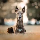 Greyhound - Photo 5