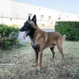 Belgian Malinois - Photo 2