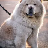 Chow Chow - Photo 3