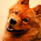Chow Chow - Photo 4