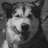 Alaskan Malamute - Photo 4