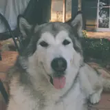 Alaskan Malamute - Photo 5