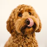 Goldendoodle - Photo 3