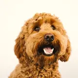 Goldendoodle - Photo 4
