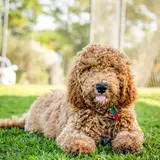 Goldendoodle - Photo 5