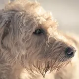 Labradoodle - Photo 3