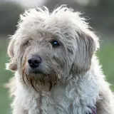 Labradoodle - Photo 4