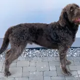 Labradoodle - Photo 5