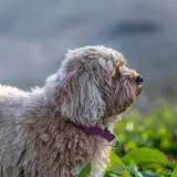 Cavapoo - Photo 2