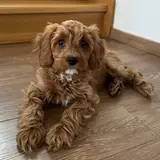 Cavapoo - Photo 3
