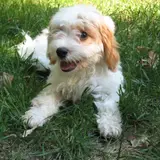 Cavapoo - Photo 4