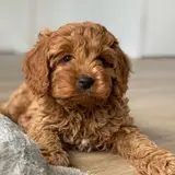 Cavapoo - Photo 5