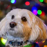 Maltipoo - Foto 2