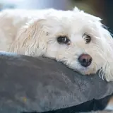 Maltipoo - Photo 2