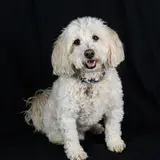 Maltipoo - Photo 3