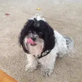 Maltipoo - Photo 4