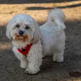 Maltese - Photo 3