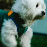 Maltese - Photo 4