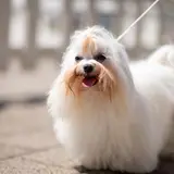 Maltese - Photo 2