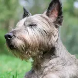 Cairn Terrier - Photo 2