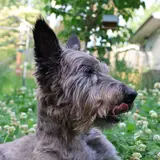 Cairn Terrier - Photo 3