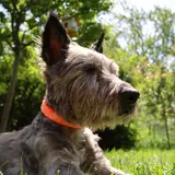 Cairn Terrier - Photo 5
