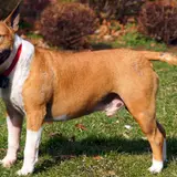 Bull Terrier - Photo 2